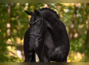 Hannoveriano, Caballo castrado, 4 años, 177 cm, Negro