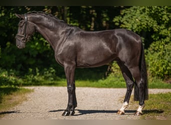 Hannoveriano, Caballo castrado, 4 años, 177 cm, Negro