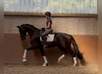 Hannoveriano, Caballo castrado, 4 años, 177 cm, Negro