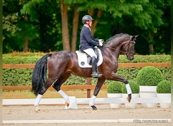 Hannoveriano, Caballo castrado, 4 años, 177 cm, Negro