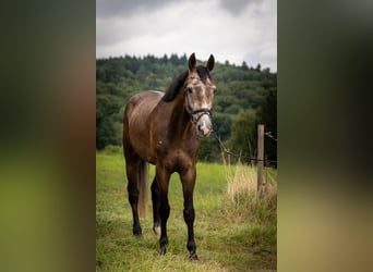 Hannoveriano, Caballo castrado, 4 años, 177 cm, Tordo