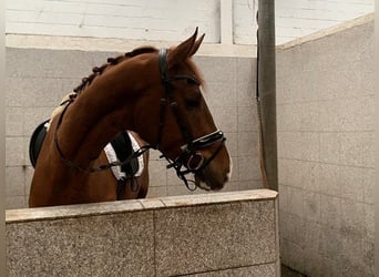 Hannoveriano, Caballo castrado, 4 años, 178 cm, Alazán