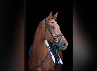 Hannoveriano, Caballo castrado, 4 años, 178 cm, Alazán