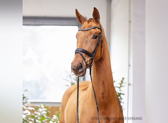 Hannoveriano, Caballo castrado, 4 años, 178 cm, Alazán