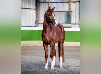 Hannoveriano, Caballo castrado, 4 años, 178 cm, Alazán-tostado