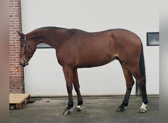Hannoveriano, Caballo castrado, 4 años, 178 cm, Castaño