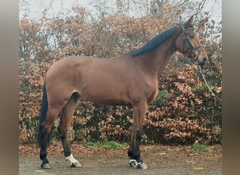 Hannoveriano, Caballo castrado, 4 años, 178 cm, Castaño