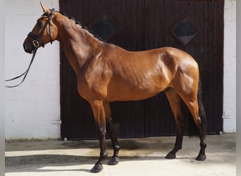 Hannoveriano, Caballo castrado, 4 años, 178 cm, Castaño