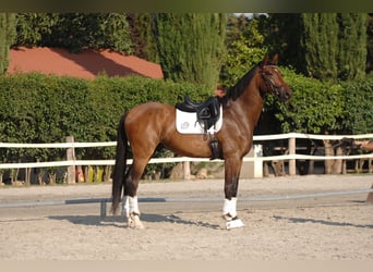 Hannoveriano, Caballo castrado, 4 años, 178 cm, Castaño claro