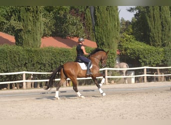 Hannoveriano, Caballo castrado, 4 años, 178 cm, Castaño claro