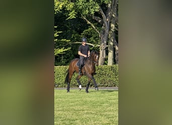 Hannoveriano, Caballo castrado, 4 años, 178 cm, Castaño oscuro