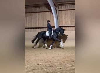 Hannoveriano, Caballo castrado, 4 años, 178 cm, Negro