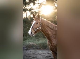 Hannoveriano, Caballo castrado, 4 años, 180 cm, Alazán