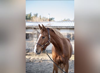 Hannoveriano, Caballo castrado, 4 años, 180 cm, Alazán