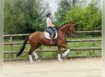 Hannoveriano, Caballo castrado, 4 años, 181 cm, Alazán-tostado