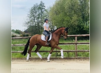 Hannoveriano, Caballo castrado, 4 años, 181 cm, Alazán-tostado
