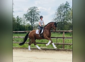 Hannoveriano, Caballo castrado, 4 años, 181 cm, Alazán-tostado
