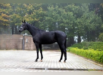 Hannoveriano, Caballo castrado, 4 años, 181 cm, Negro