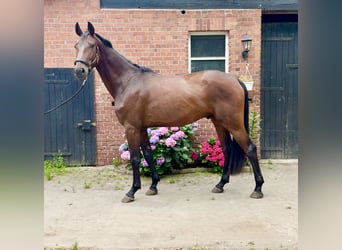 Hannoveriano, Caballo castrado, 4 años, 182 cm, Castaño