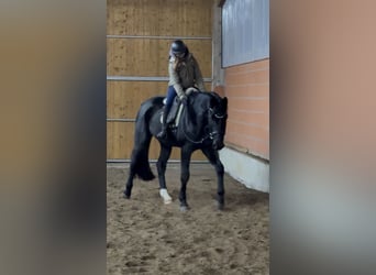 Hannoveriano, Caballo castrado, 4 años, 182 cm, Negro