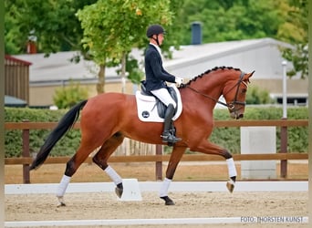 Hannoveriano, Caballo castrado, 4 años, 183 cm, Castaño