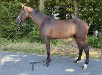 Hannoveriano, Caballo castrado, 4 años, 185 cm, Castaño oscuro