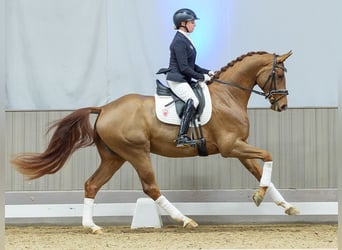 Hannoveriano, Caballo castrado, 4 años, Alazán