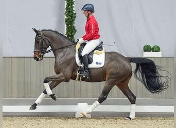 Hannoveriano, Caballo castrado, 4 años, Castaño