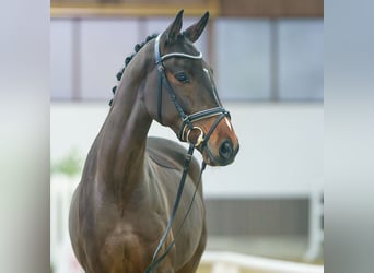 Hannoveriano, Caballo castrado, 4 años, Castaño