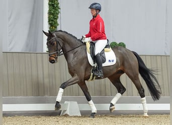 Hannoveriano, Caballo castrado, 4 años, Castaño