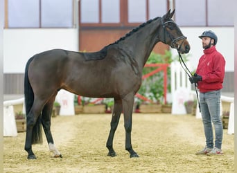 Hannoveriano, Caballo castrado, 4 años, Castaño