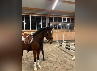 Hannoveriano, Caballo castrado, 4 años, Castaño