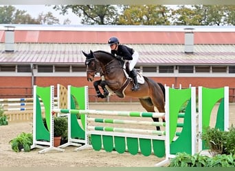 Hannoveriano, Caballo castrado, 4 años, Castaño oscuro