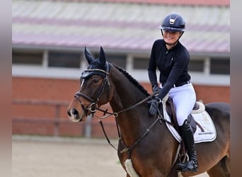 Hannoveriano, Caballo castrado, 4 años, Castaño oscuro