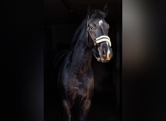 Hannoveriano, Caballo castrado, 4 años, Negro