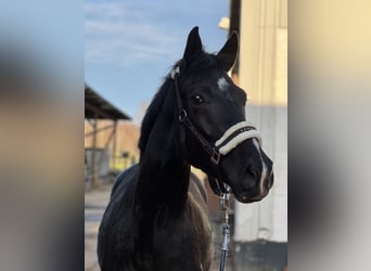 Hannoveriano, Caballo castrado, 4 años, Negro