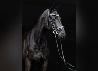 Hannoveriano, Caballo castrado, 4 años, Negro