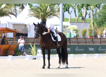 Hannoveriano, Caballo castrado, 4 años, Negro