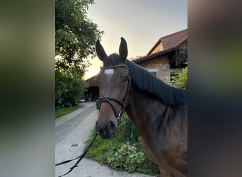 Hannoveriano, Caballo castrado, 5 años, 160 cm, Castaño