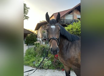 Hannoveriano, Caballo castrado, 5 años, 160 cm, Castaño oscuro