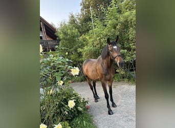 Hannoveriano, Caballo castrado, 5 años, 160 cm, Castaño oscuro