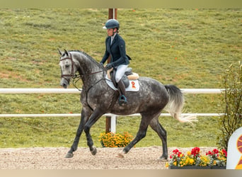 Hannoveriano, Caballo castrado, 5 años, 161 cm, Tordo