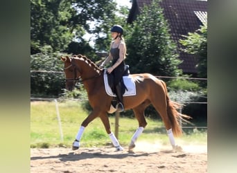 Hannoveriano, Caballo castrado, 5 años, 162 cm, Alazán