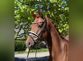 Hannoveriano, Caballo castrado, 5 años, 162 cm, Alazán