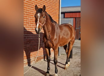 Hannoveriano, Caballo castrado, 5 años, 162 cm, Castaño