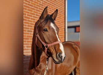 Hannoveriano, Caballo castrado, 5 años, 162 cm, Castaño