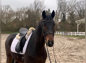 Hannoveriano, Caballo castrado, 5 años, 162 cm, Castaño oscuro