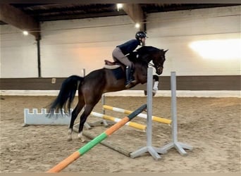 Hannoveriano, Caballo castrado, 5 años, 162 cm, Castaño oscuro