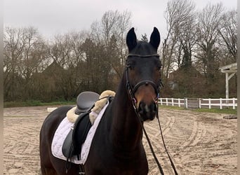 Hannoveriano, Caballo castrado, 5 años, 162 cm, Castaño oscuro