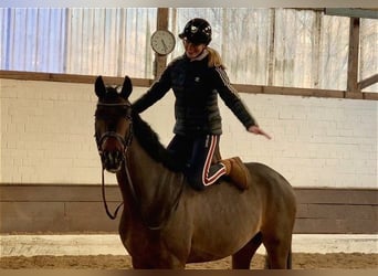 Hannoveriano, Caballo castrado, 5 años, 162 cm, Castaño oscuro